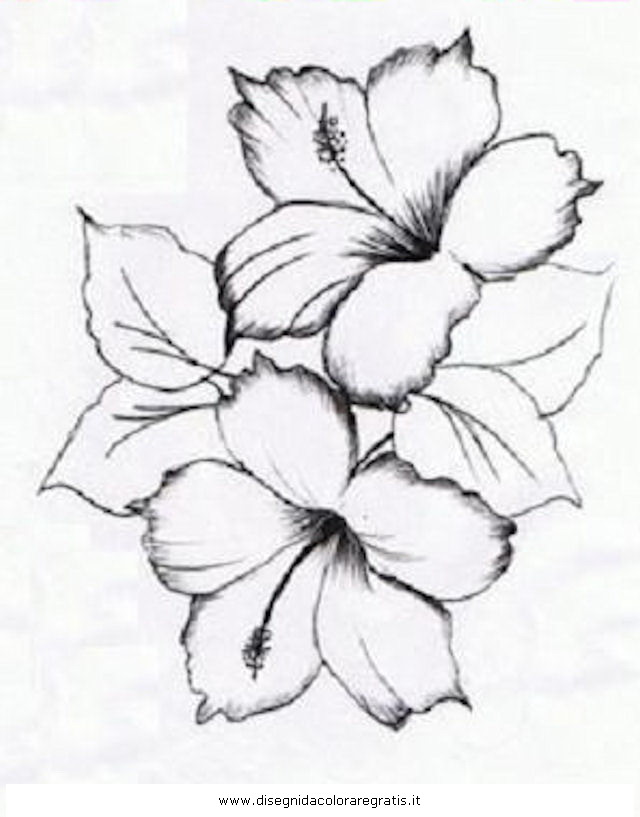 yellow hibiscus coloring pages - photo #34