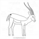 animali/animalimisti/antilope_impala.JPG