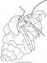 animali/crostacei/hermit-crab.JPG
