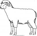 animali/pecore/pecora_4.JPG