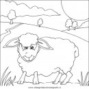 animali/pecore/pecora_pecore10.JPG