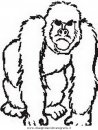 animali/scimmie/scimmia_12.JPG