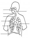 persone/corpo_umano/apparato_respiratorio.jpg