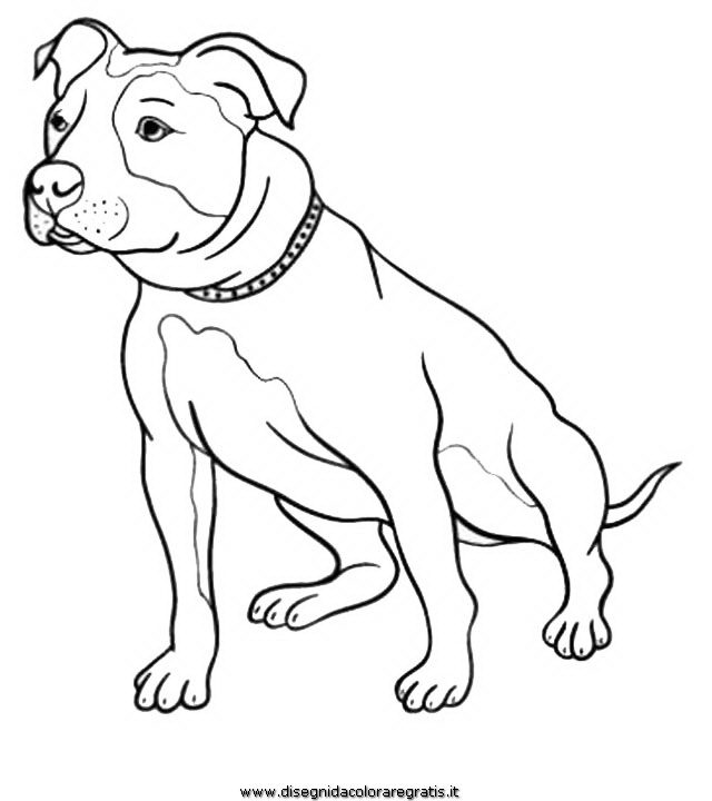 animali/cani/amstaff-2.JPG