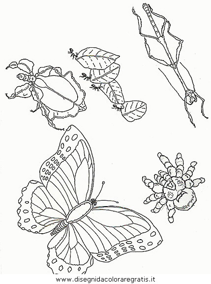 animali/farfalle/farfalla_49.JPG
