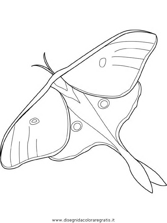 animali/farfalle/farfalla_a1.JPG