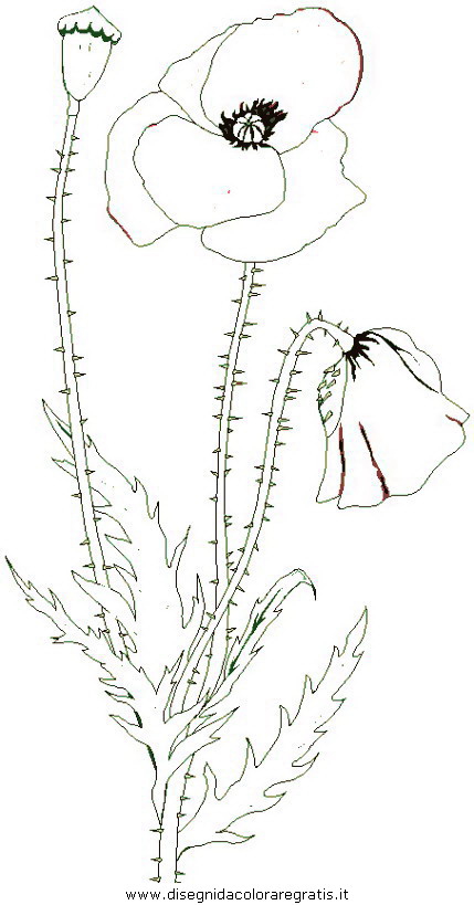 natura/fiori/fiori_fiore_084.JPG