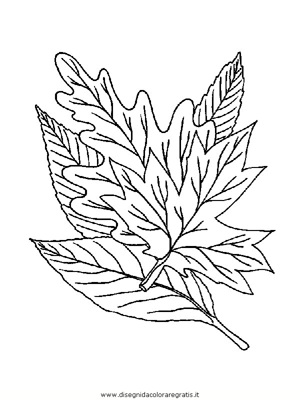 natura/foglie/foglie16.JPG