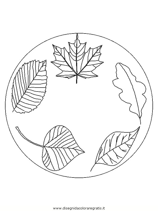 natura/foglie/foglie31.JPG