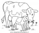 animali/mucche/mucca_toro_18.JPG