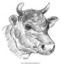 animali/mucche/mucca_toro_37.JPG