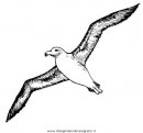 animali/uccelli/albatros_04.JPG