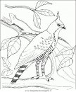 animali/uccelli/uccelli_138.JPG