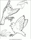 animali/uccelli/uccelli_175.JPG