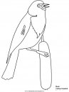 animali/uccelli/yellowheadedblackbird.JPG