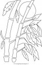 natura/arbusti/bambu2.JPG
