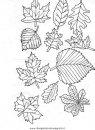 natura/autunno/natura_autunno_foglie_40.JPG