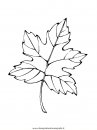 natura/foglie/foglie11.JPG